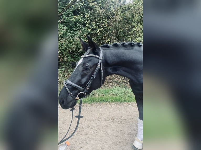 Bayerisches Warmblut Wallach 3 Jahre 163 cm Rappe in Mainburg