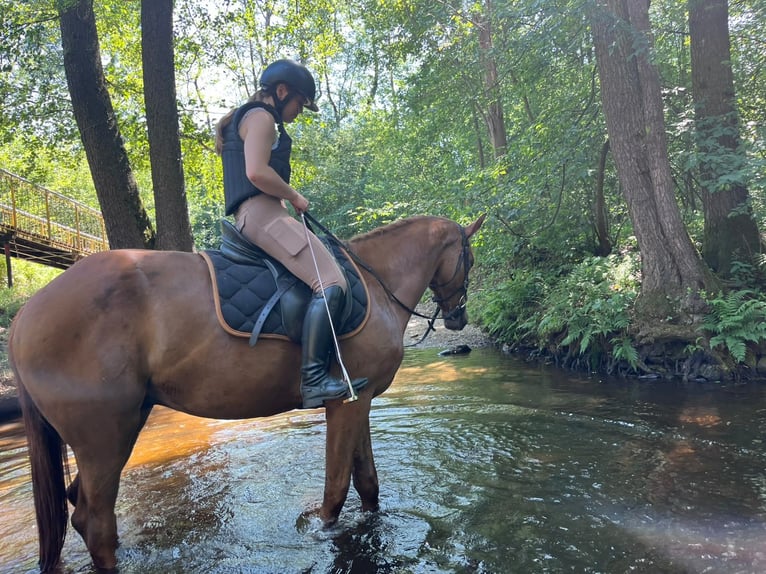 Bayerisches Warmblut Wallach 3 Jahre 164 cm Fuchs in Philippsreut