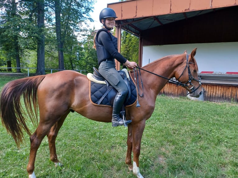 Bayerisches Warmblut Wallach 3 Jahre 164 cm Fuchs in Philippsreut