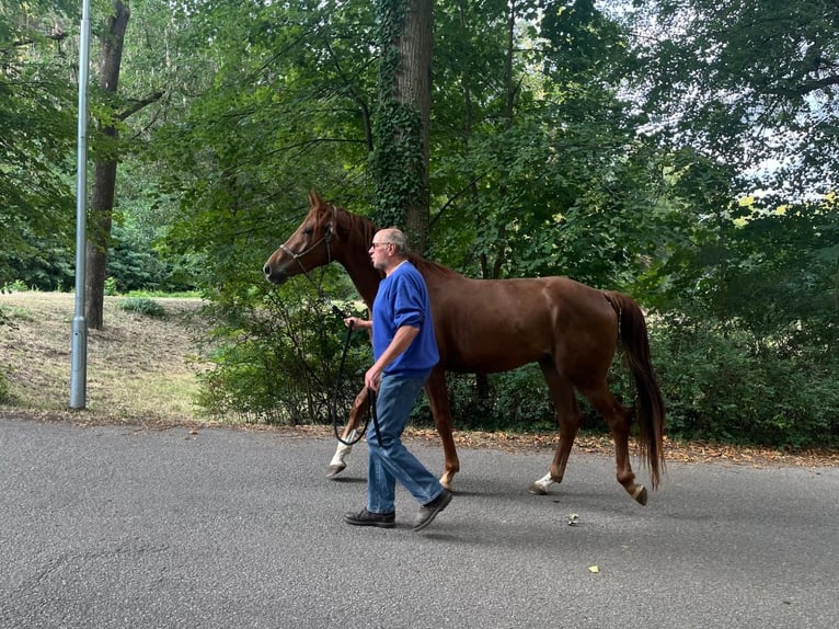 Bayerisches Warmblut Wallach 3 Jahre 164 cm Fuchs in Philippsreut