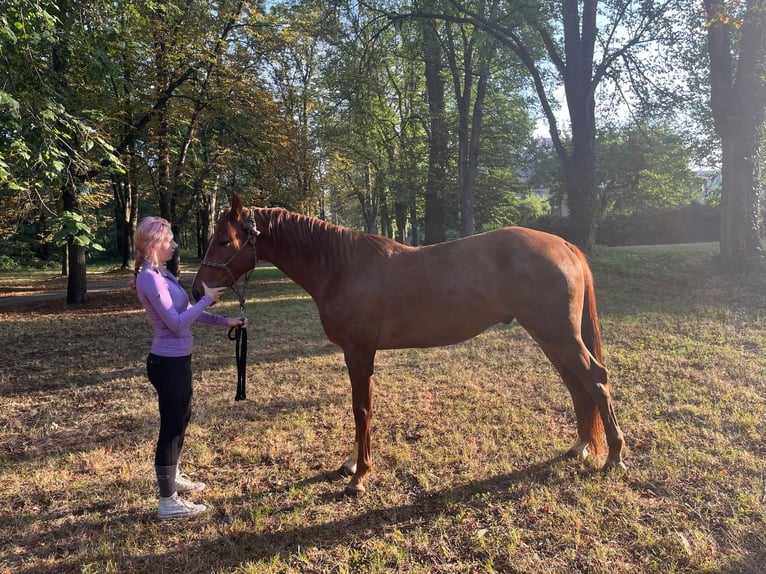 Bayerisches Warmblut Wallach 3 Jahre 164 cm Fuchs in Philippsreut