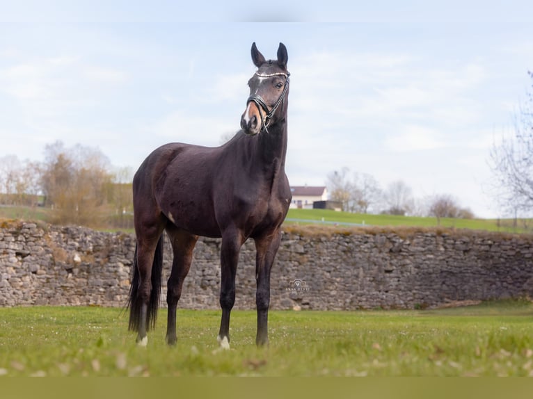 Bayerisches Warmblut Wallach 3 Jahre 165 cm Brauner in Hayingen