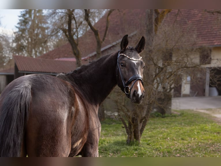Bayerisches Warmblut Wallach 3 Jahre 165 cm Brauner in Hayingen