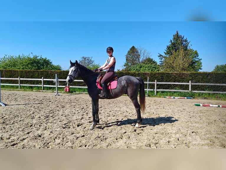 Bayerisches Warmblut Wallach 3 Jahre 165 cm Schimmel in Oppuurs