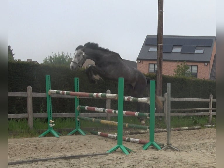 Bayerisches Warmblut Wallach 3 Jahre 165 cm Schimmel in Oppuurs