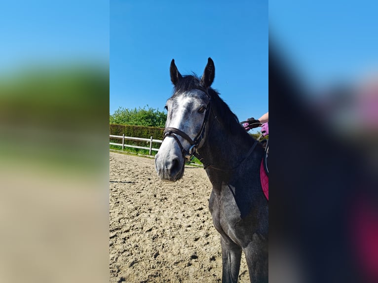 Bayerisches Warmblut Wallach 3 Jahre 165 cm Schimmel in Oppuurs