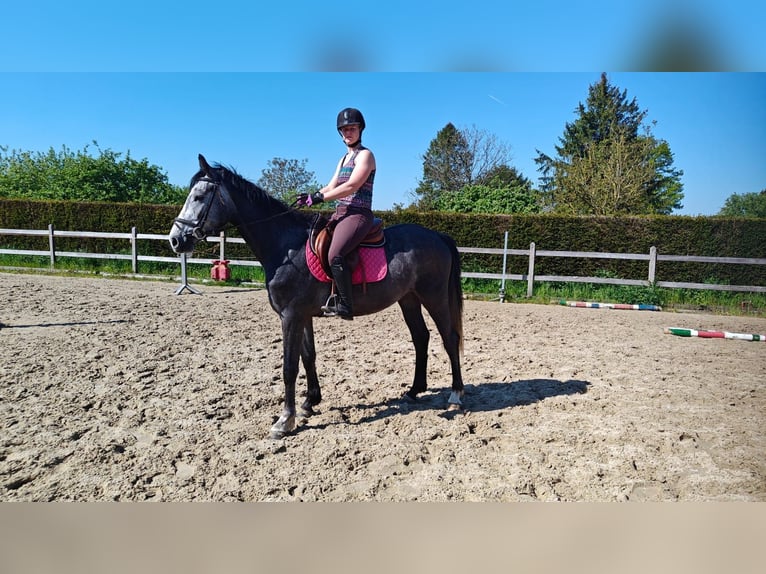 Bayerisches Warmblut Wallach 3 Jahre 165 cm Schimmel in Oppuurs