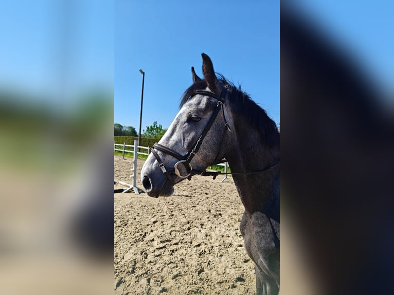 Bayerisches Warmblut Wallach 3 Jahre 165 cm Schimmel in Oppuurs