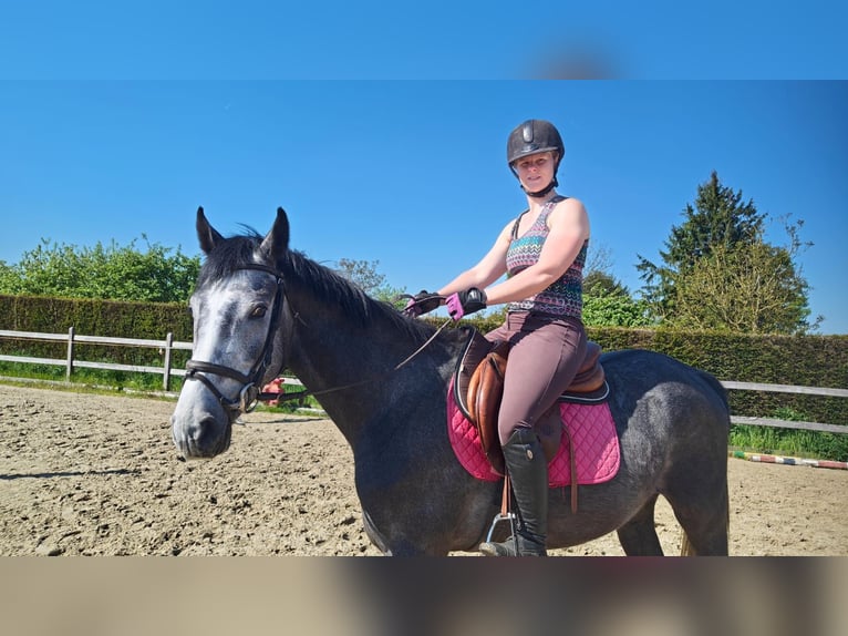 Bayerisches Warmblut Wallach 3 Jahre 165 cm Schimmel in Oppuurs