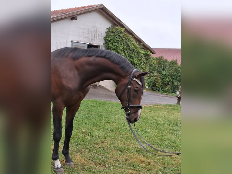 Bayerisches Warmblut Wallach 3 Jahre 170 cm Dunkelbrauner in Waldmünchen Bayerisches Warmblut Wallach 3 Jahre 170 cm Dunkelbrauner in Waldmünchen