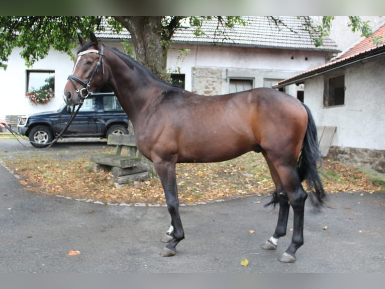 Bayerisches Warmblut Wallach 3 Jahre 170 cm Dunkelbrauner in Waldmünchen Bayerisches Warmblut Wallach 3 Jahre 170 cm Dunkelbrauner in Waldmünchen