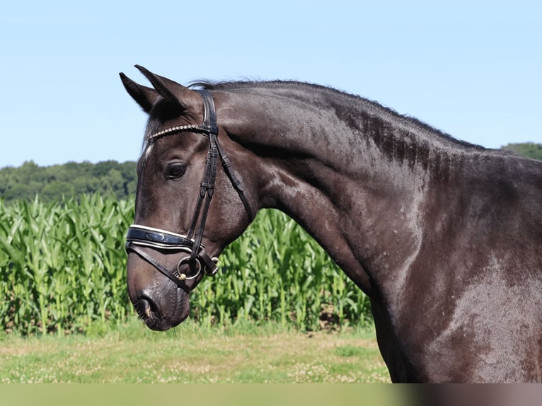 Bayerisches Warmblut Wallach 3 Jahre 170 cm Rappe in Haftenkamp