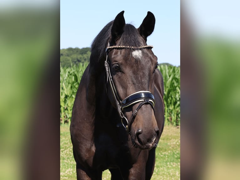 Bayerisches Warmblut Wallach 3 Jahre 170 cm Rappe in Haftenkamp
