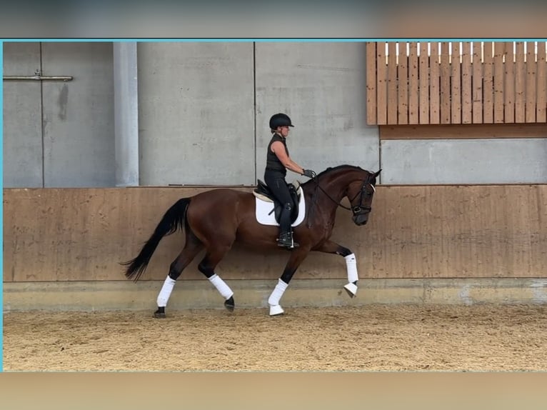 Bayerisches Warmblut Wallach 3 Jahre 171 cm Brauner in Jengen