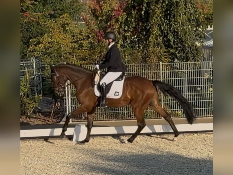Bayerisches Warmblut Wallach 4 Jahre 162 cm Dunkelbrauner in Neumarkt in der OberpfalzNeumarkt