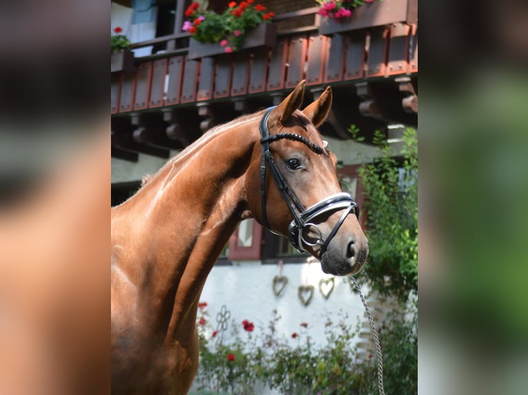 Bayerisches Warmblut Wallach 4 Jahre 164 cm Dunkelfuchs in Langerringen