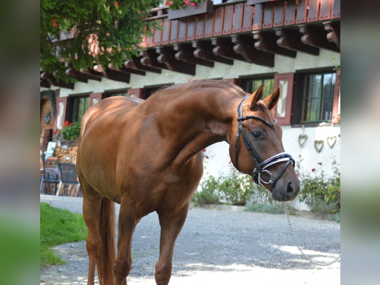 Bayerisches Warmblut Wallach 4 Jahre 164 cm Dunkelfuchs in Langerringen