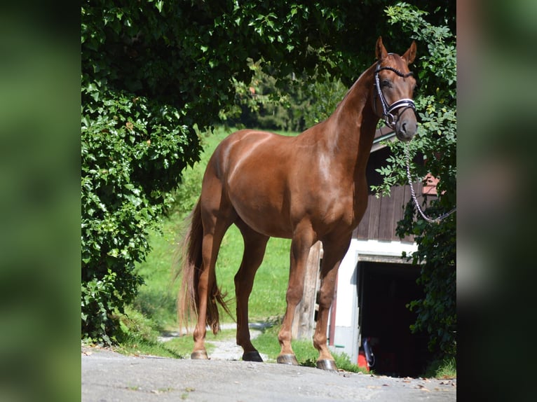 Bayerisches Warmblut Wallach 4 Jahre 164 cm Dunkelfuchs in Langerringen