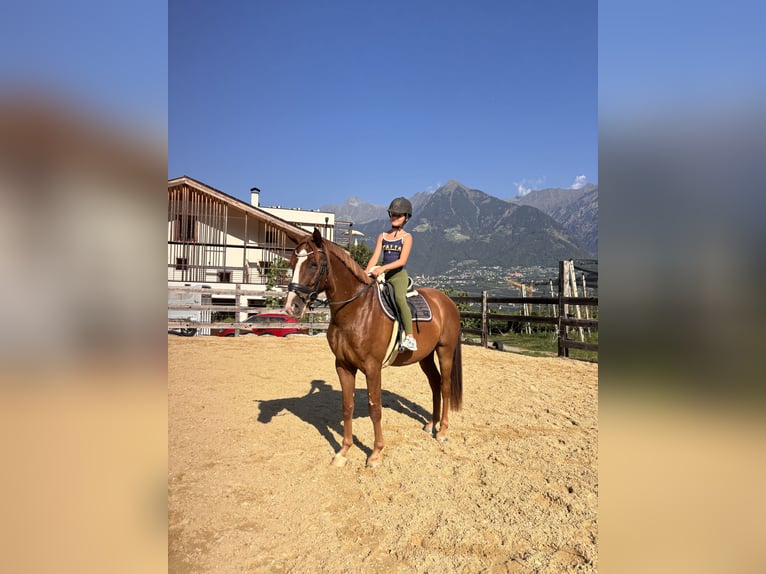 Bayerisches Warmblut Wallach 4 Jahre 164 cm Fuchs in Schenna