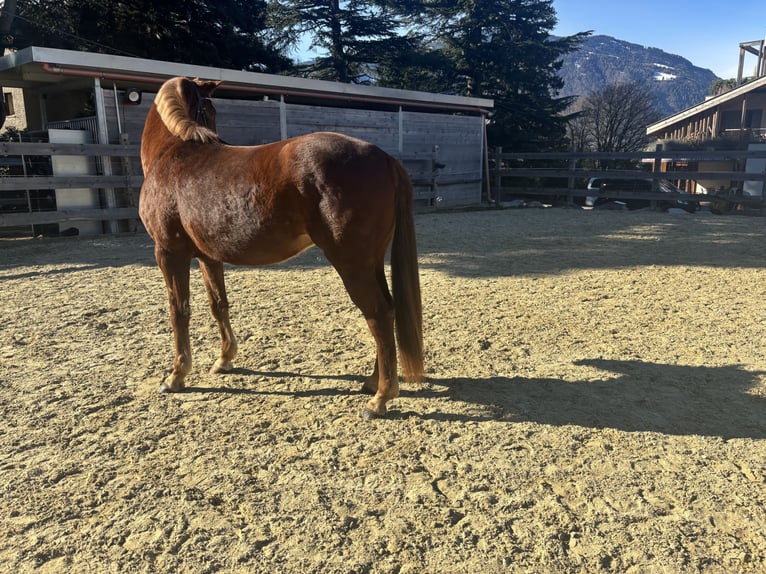 Bayerisches Warmblut Wallach 4 Jahre 164 cm Fuchs in Schenna