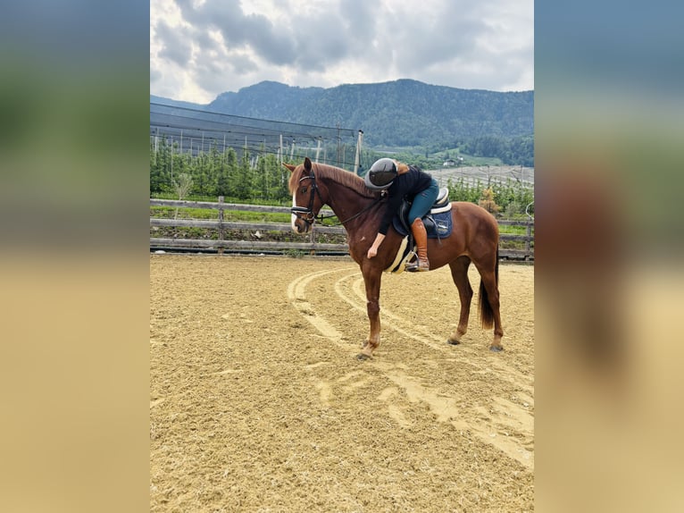Bayerisches Warmblut Wallach 4 Jahre 164 cm Fuchs in Schenna