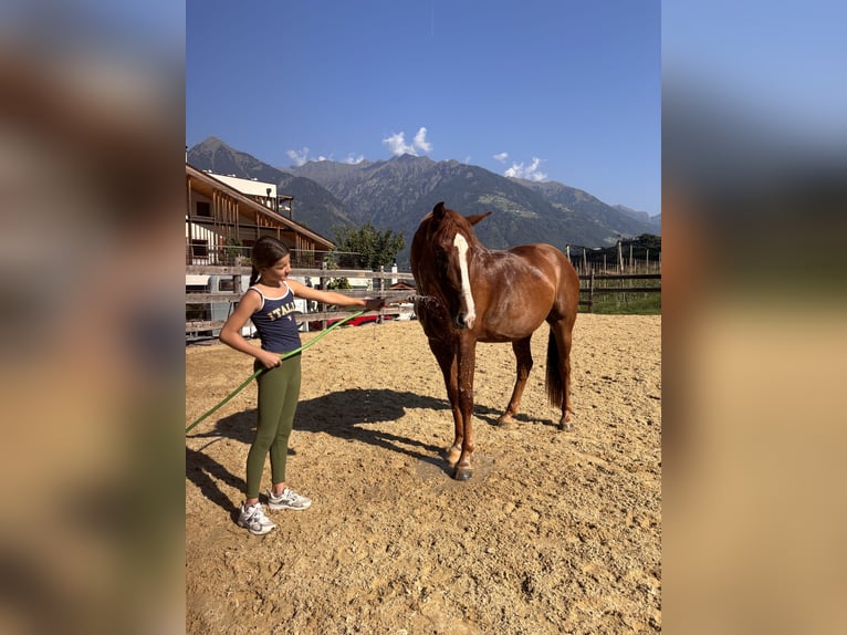 Bayerisches Warmblut Wallach 4 Jahre 164 cm Fuchs in Schenna