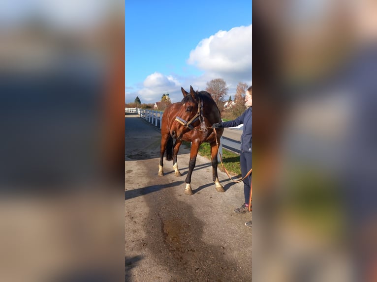 Bayerisches Warmblut Wallach 4 Jahre 165 cm Brauner in Jettingen-Scheppach