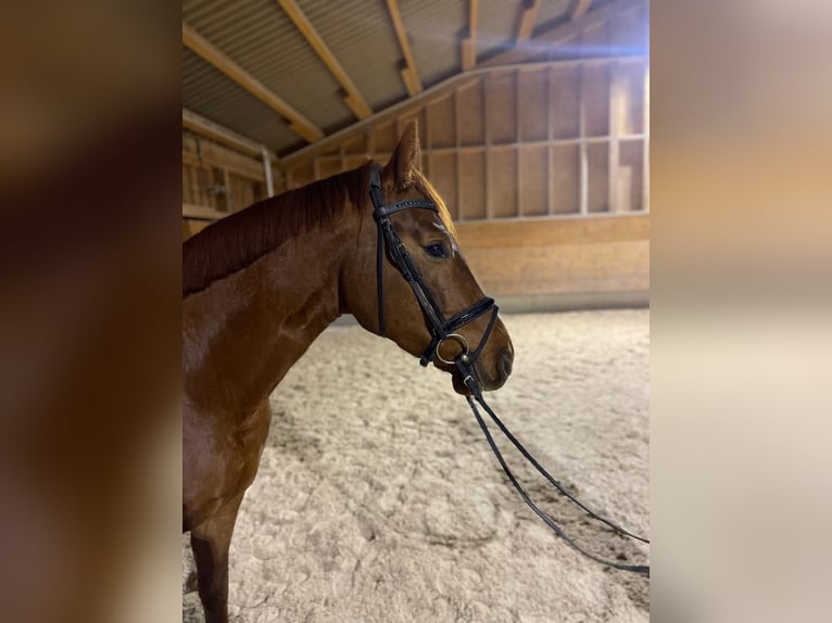 Bayerisches Warmblut Wallach 4 Jahre 166 cm Fuchs in Laaber