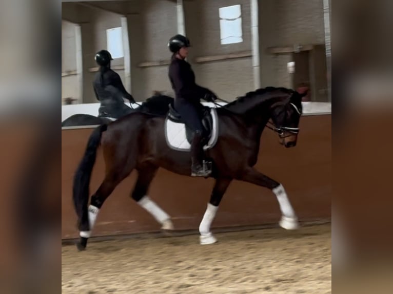 Bayerisches Warmblut Wallach 4 Jahre 174 cm Brauner in Wehringen