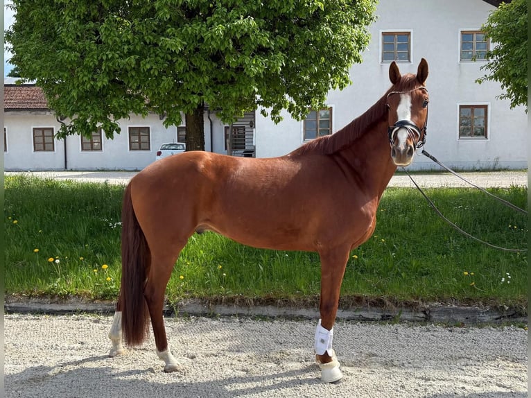 Bayerisches Warmblut Wallach 4 Jahre Fuchs in Aschau am Inn