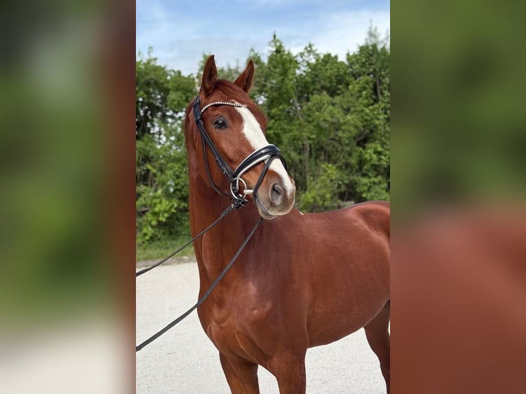 Bayerisches Warmblut Wallach 4 Jahre Fuchs in Aschau am Inn