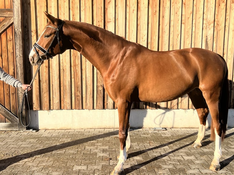 Bayerisches Warmblut Wallach 5 Jahre 168 cm Fuchs in Markt Schwaben