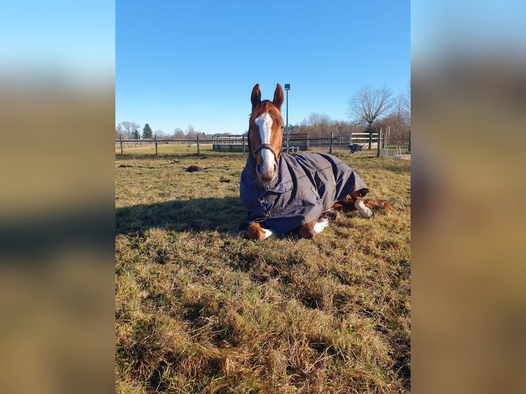 Bayerisches Warmblut Wallach 5 Jahre 168 cm Fuchs in Markt Schwaben