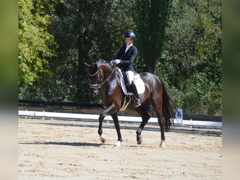 Bayerisches Warmblut Wallach 5 Jahre 170 cm Rappe in Oberreute