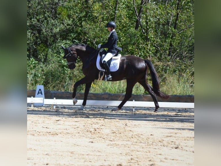 Bayerisches Warmblut Wallach 5 Jahre 170 cm Rappe in Oberreute