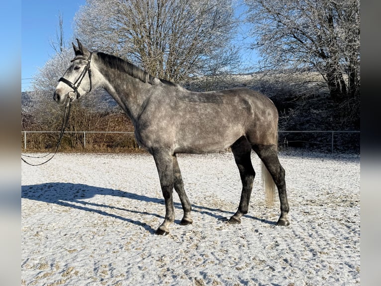 Bayerisches Warmblut Wallach 5 Jahre 170 cm Rappschimmel in Witzmannsberg