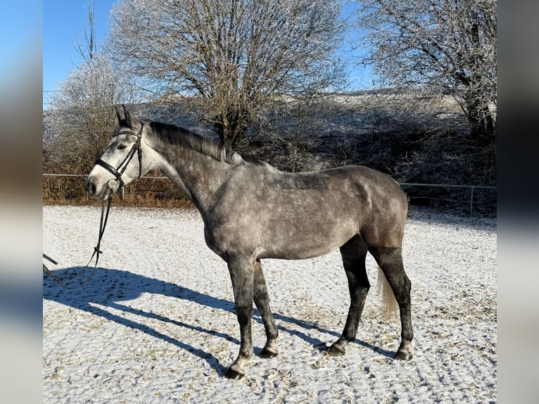 Bayerisches Warmblut Wallach 5 Jahre 172 cm Apfelschimmel in Witzmannsberg