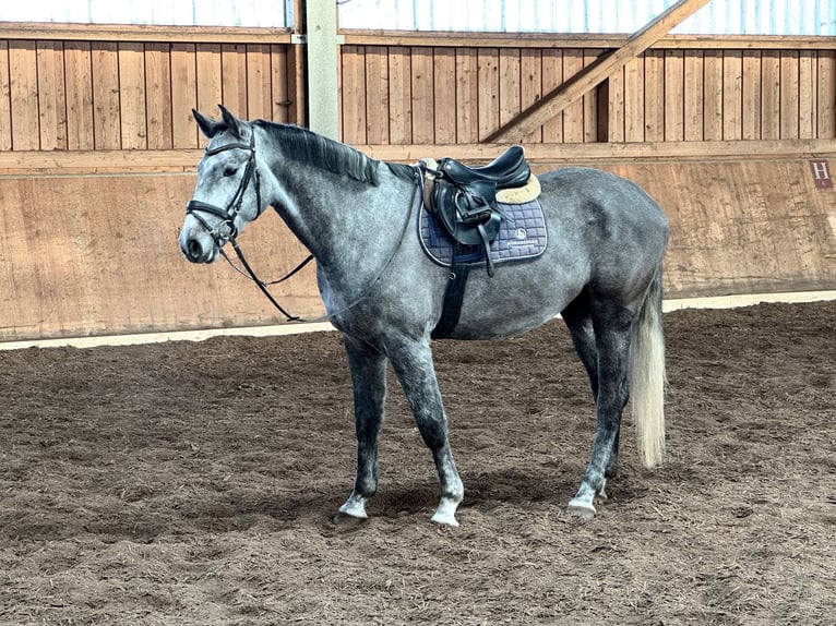 Bayerisches Warmblut Wallach 5 Jahre 172 cm Apfelschimmel in Witzmannsberg