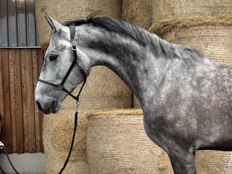 Bayerisches Warmblut Wallach 5 Jahre 172 cm Apfelschimmel in Witzmannsberg