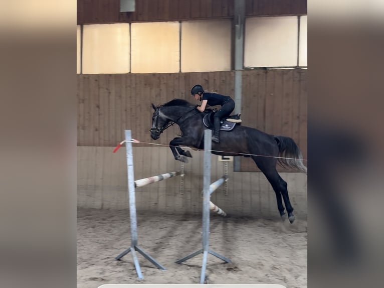 Bayerisches Warmblut Wallach 5 Jahre 172 cm Apfelschimmel in Witzmannsberg