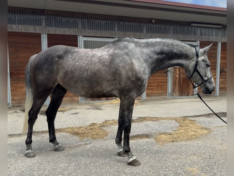 Bayerisches Warmblut Wallach 5 Jahre 172 cm Apfelschimmel in Witzmannsberg