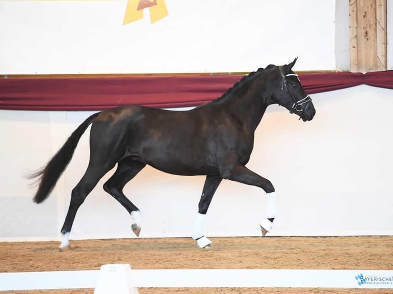 Bayerisches Warmblut Wallach 5 Jahre 172 cm Rappe in Garsten