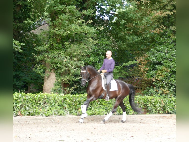 Bayerisches Warmblut Wallach 5 Jahre 172 cm Rappe in Hemslingen