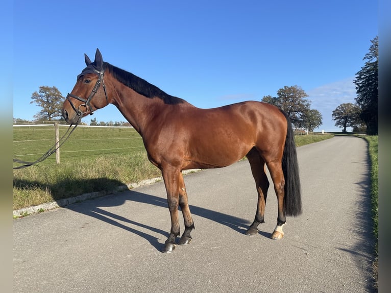 Bayerisches Warmblut Wallach 6 Jahre 163 cm Brauner in Huglfing