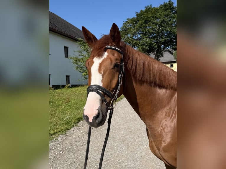 Bayerisches Warmblut Wallach 6 Jahre 166 cm Fuchs in Davidschlag