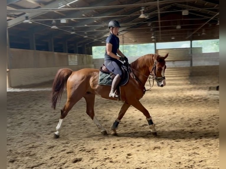 Bayerisches Warmblut Wallach 6 Jahre 166 cm Fuchs in Davidschlag