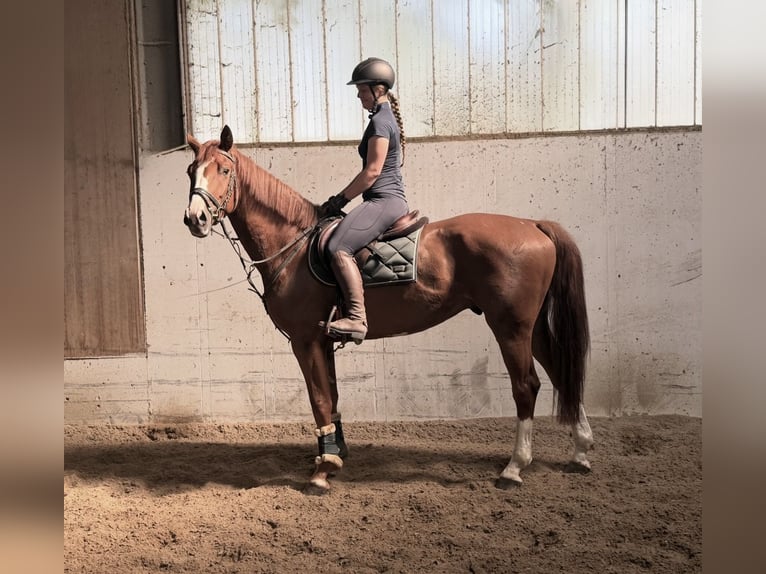 Bayerisches Warmblut Wallach 6 Jahre 166 cm Fuchs in Davidschlag