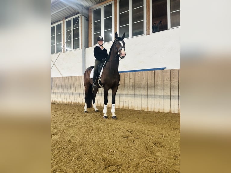 Bayerisches Warmblut Wallach 6 Jahre 170 cm Brauner in Bad Griesbach im Rottal
