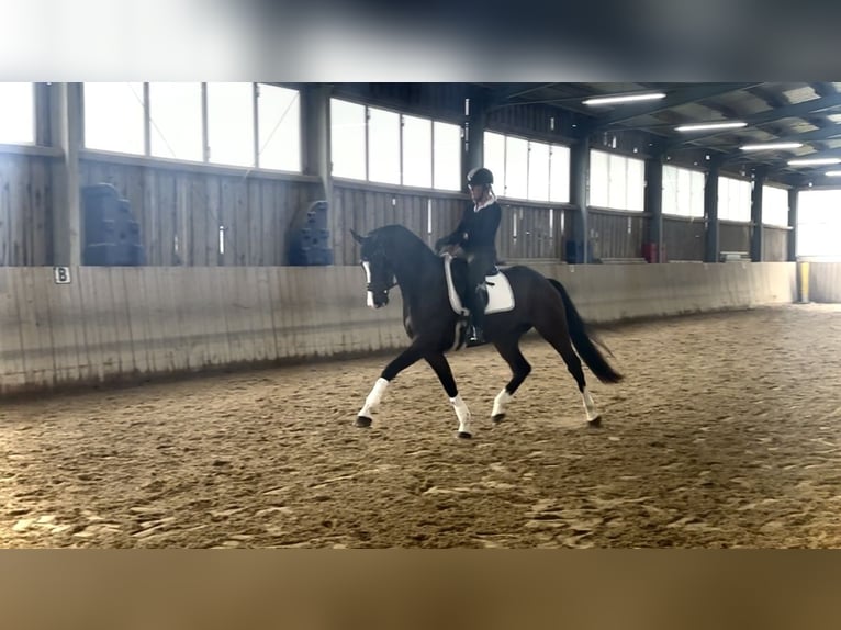 Bayerisches Warmblut Wallach 6 Jahre 170 cm Brauner in Bad Griesbach im Rottal