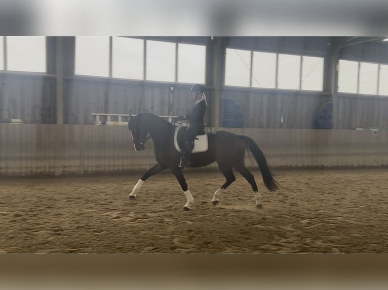 Bayerisches Warmblut Wallach 6 Jahre 170 cm Brauner in Bad Griesbach im Rottal